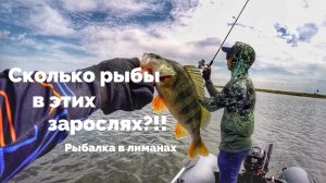 Сколько рыбы в этих зарослях?! Рыбалка в лиманах.