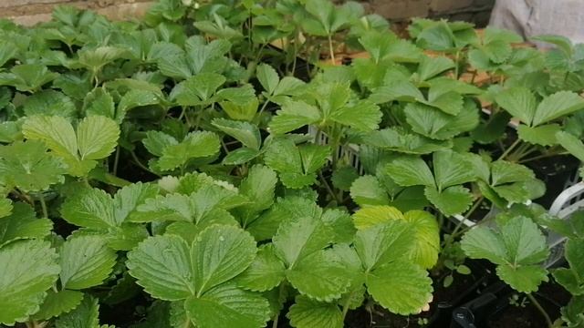 При Трех Образованиях Доить Коз И Кормить Кур  Это Хобби // Май 2022 г // С.Х.У смотреть онлайн