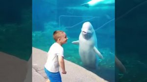 самые смешные видео ролики про подводных животных рыб