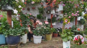 TRABAJANDO EN EL JARDÍN, organizando mis geranios, podando los pendientes de la reina | Jardín Diaz