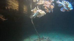 Крылатка-зебра, Красное море, Египет.