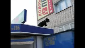 Шигаев Роман и ризеншнауцер Банзай. Занятие по дрессировке. Тольятти, лето 2008.