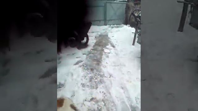 Кавказская овчарка смотреть онлайн