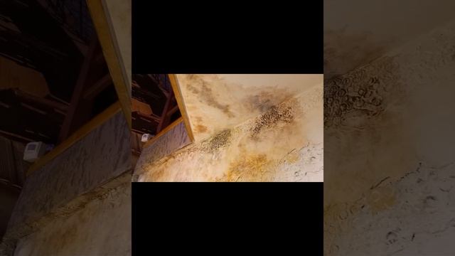 ?Сказочный лес или как сделать стены лестничного пролета ? смотреть онлайн