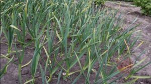 До последнего сама не верила!