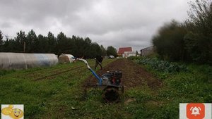 Мотоблок Нева 2Б,копаем картофель в глине.