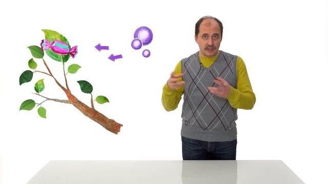 18. Знакомство с растениями
