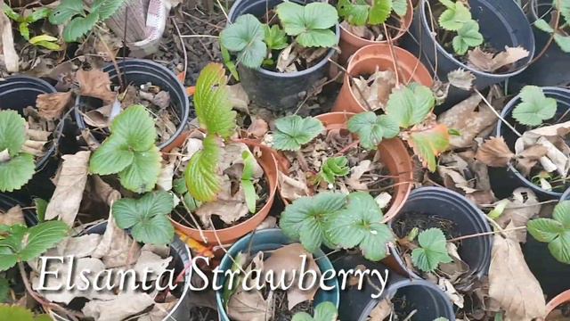 Spring Garden Tour and Inspirational Gardening Quotes