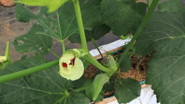 The method of growing okra on the terrace with many fruits - High yield смотреть онлайн