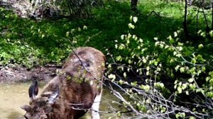 Лось спасся после нападения медведя.