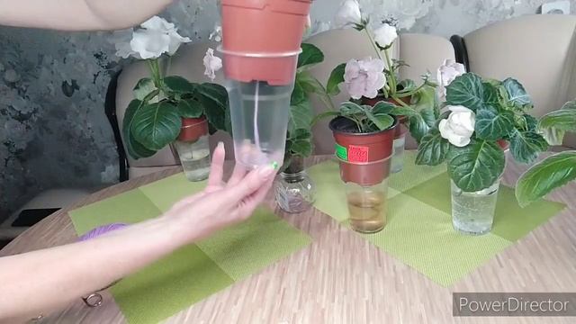 РАЗМЕР ГОРШОЧКА,НИТЬ,ДЛЯ ГЛОКСИНИЙ НА ФИТИЛЕ И ВЕРХНЕМ ПОЛИВЕ