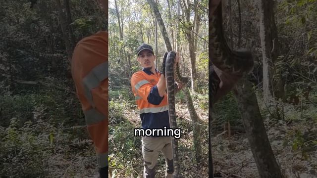 easily OVER A DECADE old!?? #australia #snakecatcher #snake #knowledge #python #wildlife #big #catc