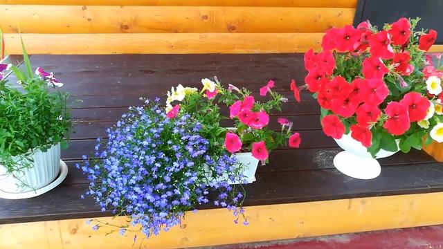 Петунья и лобелия в кашпо, мой первый опыт высадки растений в кашпо #петуньяВкашпо,#лобелияВкашпо