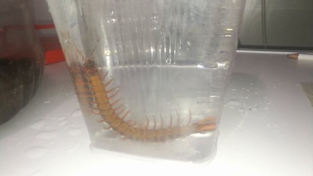 Как определить пол у сколопендры? смотреть онлайн