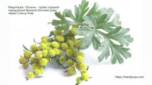 Медитация Дэви «Полынь – трава горькая»