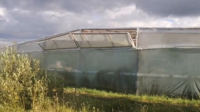 Еффективное проветривание в большой теплице