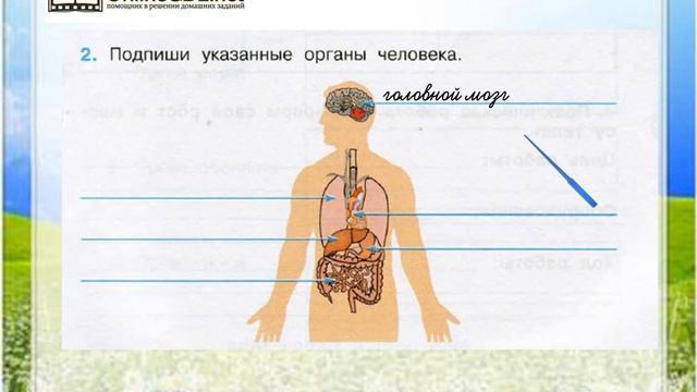 Рассмотри рисунок на стр 26 учебника вспомни какие системы органов образуют организм человека какие