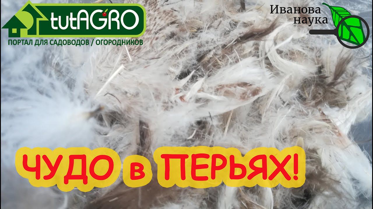 РАССАДА - просто чудо!  Готовим жидкое средство из перьев и шерсти. Удобрение,хелатор и стимулятор.