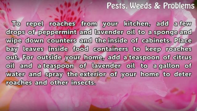 Does Lavender Oil Repel Roaches? смотреть онлайн