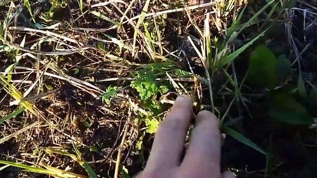 Копаем корень лопуха часть1 смотреть онлайн