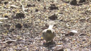 Golden-crowned Sparrow (Zonotrichia atricapilla) Feeding on Seeds