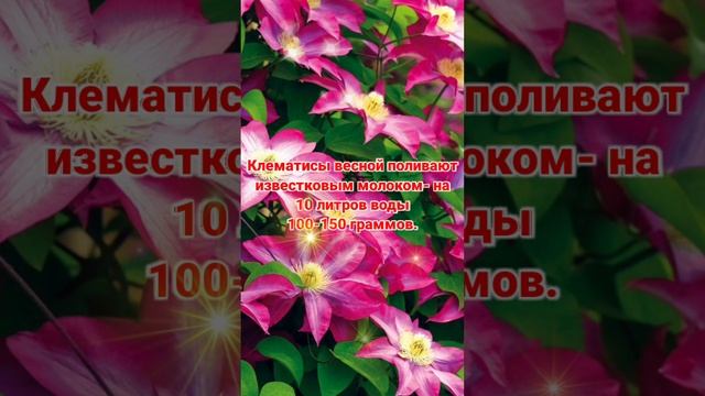 Подкормка климатисов