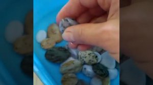 Сокровища Алтая