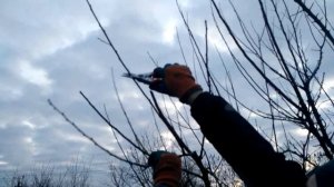 Обрезка абрикоса. Всё просто 4. 2020 год