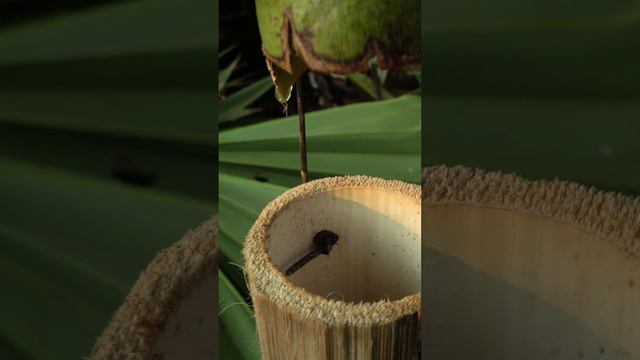 Palm juice