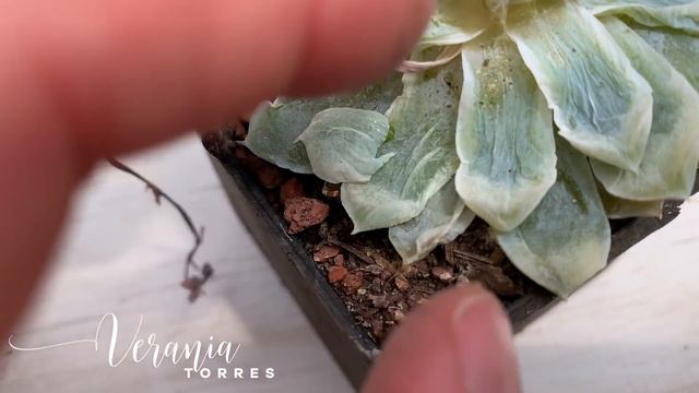 👩🏼🌾 Pudrición, 😫 7 pasos para salvarla! смотреть онлайн