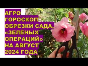 Агрогороскоп обрезки сада, зелёных операций на август 2024Horoscope of garden pruning and green op