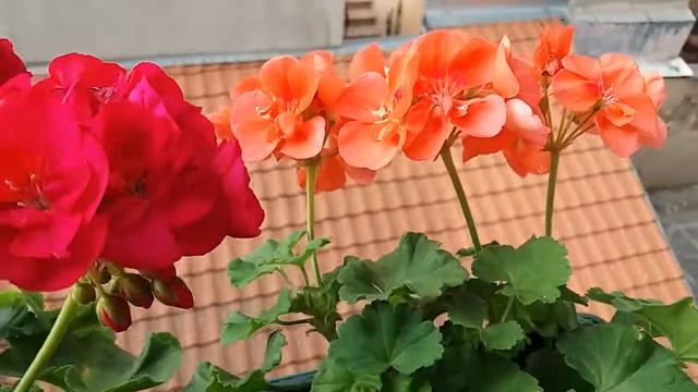 Pelargonium blooming (pink & salmon pink) - Zonalne muškatle смотреть онлайн