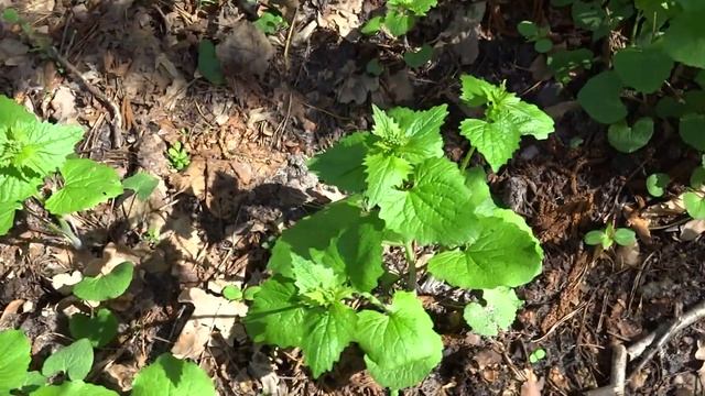 Чесночница черешчатая (Alliaria petiolata) - дикорастущее съедобное растение