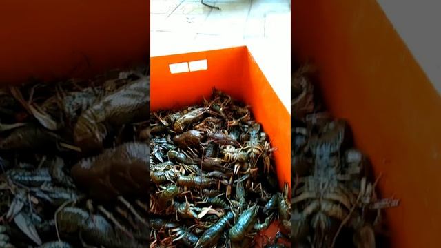 Суп из раков? смотреть онлайн