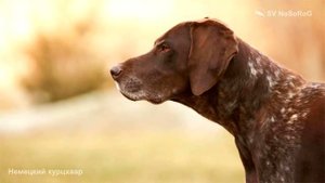 Немецкий курцхаар охотничья собака