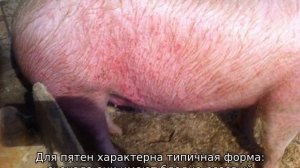 Рожа свиней — симптомы и лечение