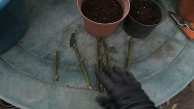 Розы из букета. Как и когда черенковать? | Roses from a bouquet