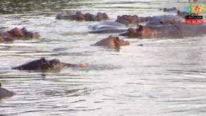 "Сафари" Национальный парк "Селус", Танзания