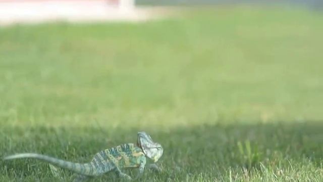 Nikon V1 + Гелиос 44-2 смотреть онлайн