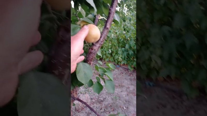 абрикос сорта Мелитопольский поздний