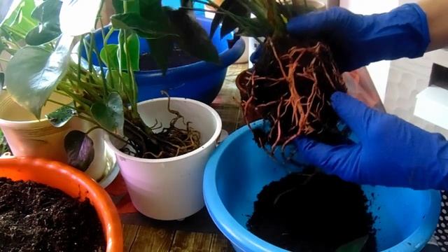 Пересадка и деление антуриума. Заменяем полностью грунт. смотреть онлайн
