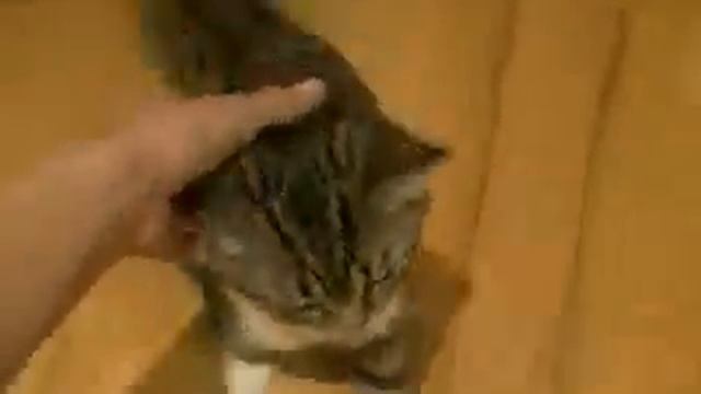 Смешной, говорящий котёнок   позитив на весь день