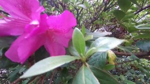 Azaléia/(Rhododendron simsii) Planch.[Leitura na Descrição]#azaleas