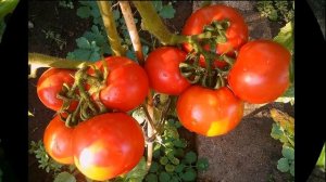 томат ЭФЕМЕР. СВОИ СЕМЕНА ПРОДАЖА .ДОНЕЦК  - тел  0713531687