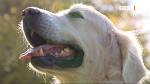 Собака породы золотистый ретривер