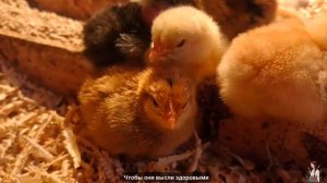 Сложно ли жить в деревне? | Ведение хозяйства и овощеводство