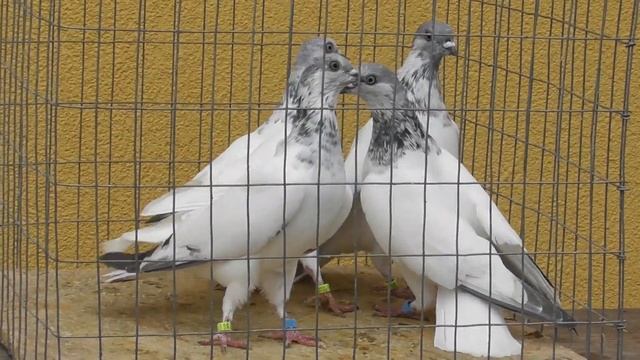 Будапештские голуби.Светлое направление-спорт смотреть онлайн