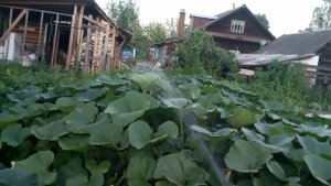 Как поливать огород при полном отсутствии воды в системе водопровода.