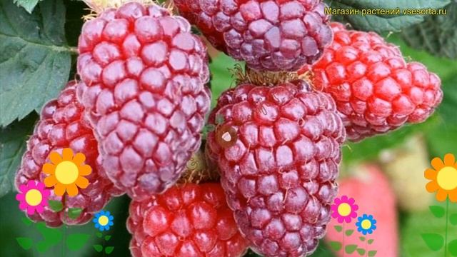 Ежемалина гибридная Букингем Тайберри. Краткий обзор, описание rubus subgenus Buckingham Tayberry смотреть онлайн