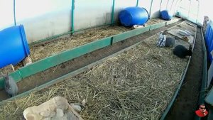 Вольер для кроликов в теплице.